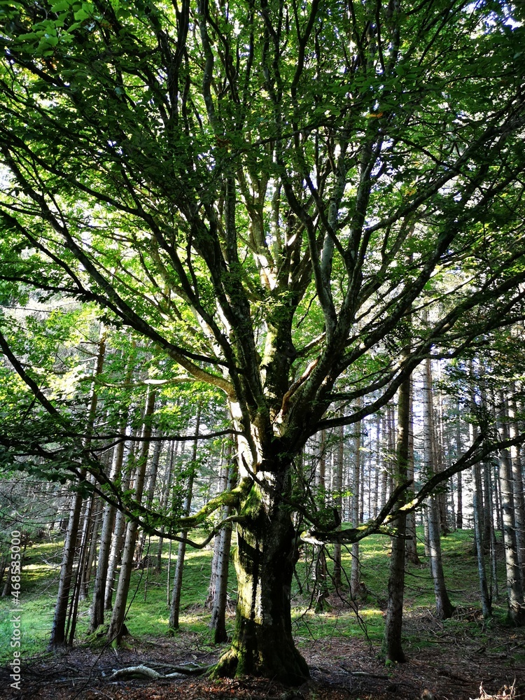 Fototapeta premium trees in the forest