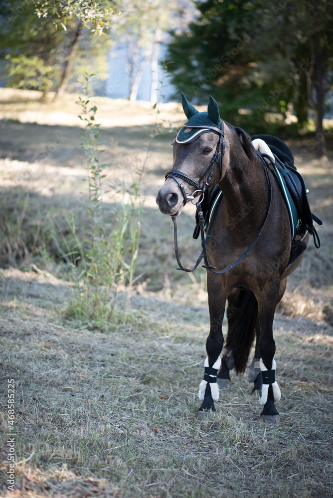 Fototapeta premium Reitpferd