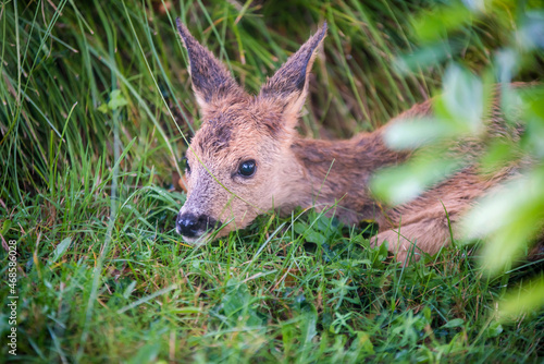 cute baby deer hidden in tall grass close up