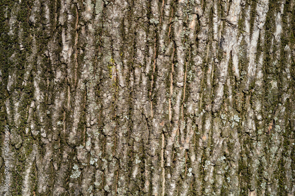 Norway maple Norway maple