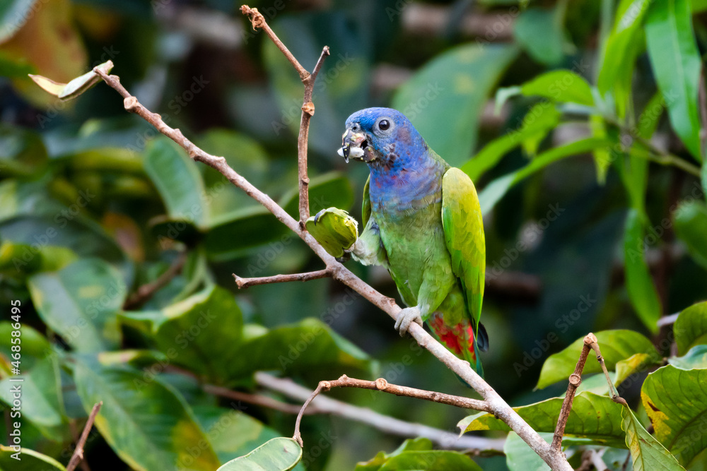Fototapeta premium Blue-headed Parrot, pionus menstruus, feeding on fruit from a tree in the rainforest of Trinidad and Toabago.