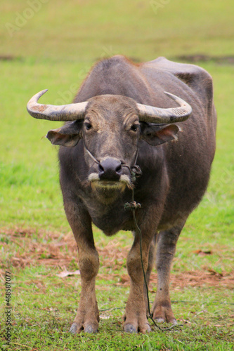 buffalo in the field