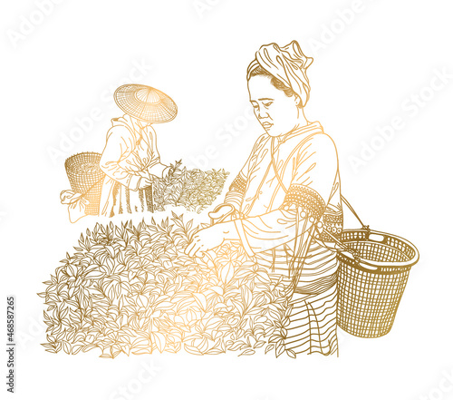 A woman in traditional clothes collects tea leaves on a a tea  plantation, fields. Tea Picker. gold Hand-drawn vector illustration line sketch