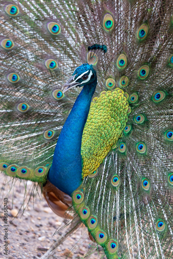 Fototapeta premium A Peacock in Sri Lanka displaying its tail feathers as a mating ritual 