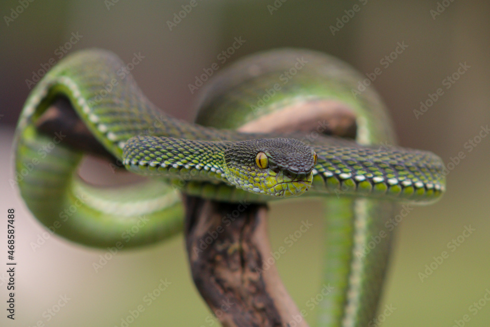 Fototapeta premium close up of a green snake