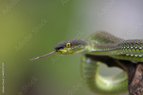 close up of a caterpillar