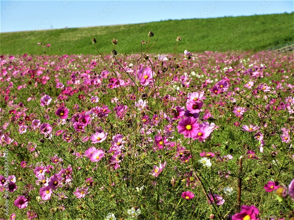 ピンクのお花畑 ピンクのお花畑
