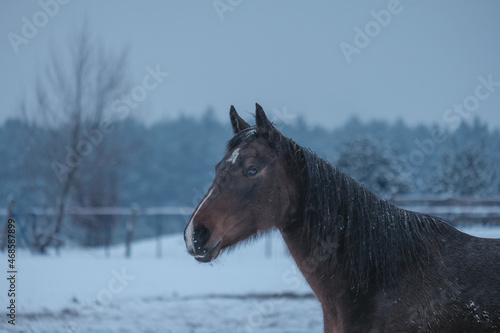 Horse in winter