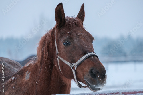 Horse in winter
