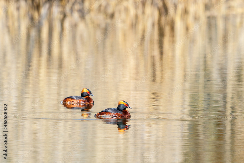 Horned grebes resting in the water at summer Horned grebes resting in the water at summer