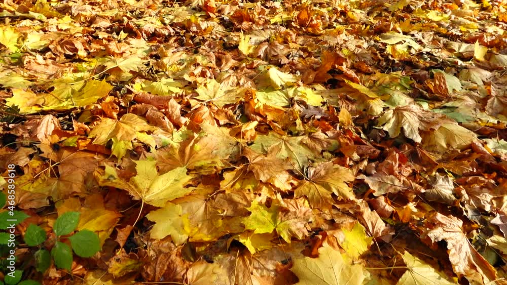 Maple leaves on the grass in the autumn park. Maple leaves on the grass in the autumn park.