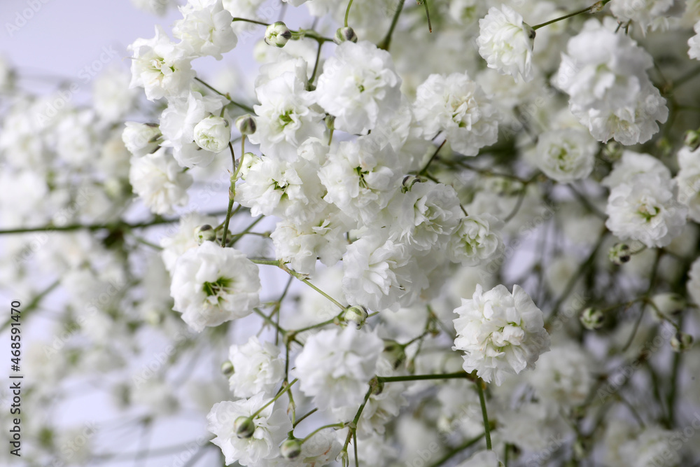 Beautiful gypsophila flowers on white background, closeup view Beautiful gypsophila flowers on white background, closeup view