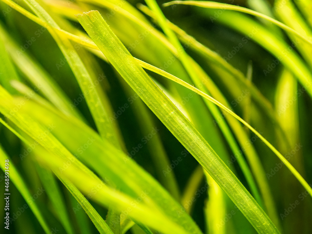 selective focus of vallisneria gigantea leafs in a fish tank with blurred background - aquatic plant selective focus of vallisneria gigantea leafs in a fish tank with blurred background - aquatic plant