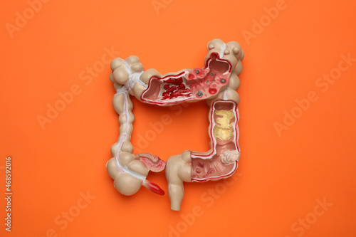 Anatomical model of large intestine on orange background, top view photo