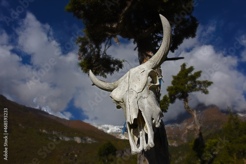 yak skull 1