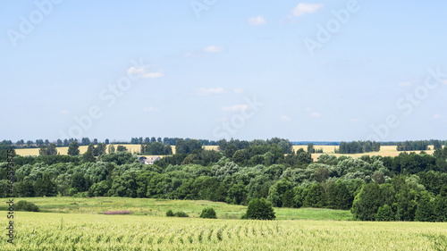 Green and yellow fields with trees and bushes against a large blue sky on a sunny day. Wide view of the countryside. Natural background of hills and copses  rare trees on rough terrain  fresh juicy sh