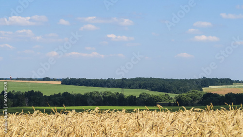 Green and yellow fields with trees and bushes against a large blue sky on a sunny day. Wide view of the countryside. Natural background of hills and copses, rare trees on rough terrain, fresh juicy sh photo