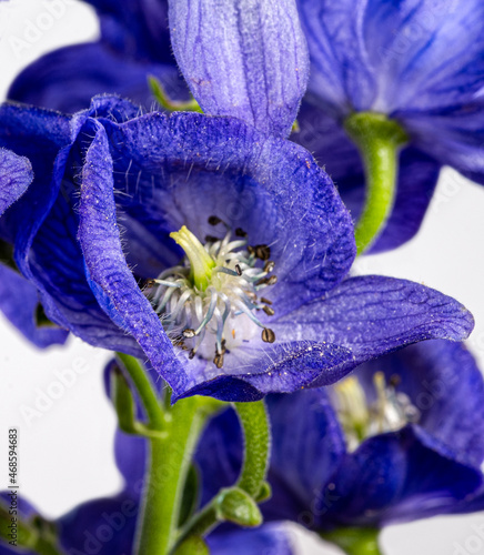 Monkshood, Aconitum Carmichaelii‚ Arendsii. Botanical Garden, KIT, Karlsruhe, Germany, Europe photo