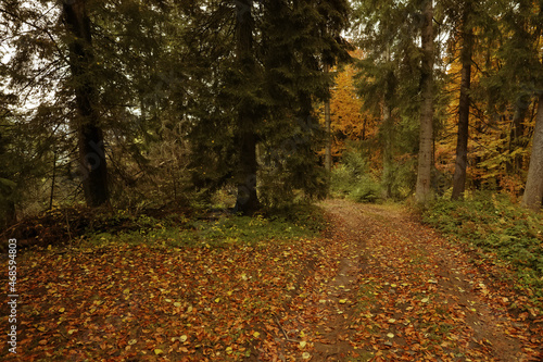 Beautiful view of pathway strewed with autumn leaves in forest