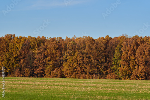 Oak forest in the autumn