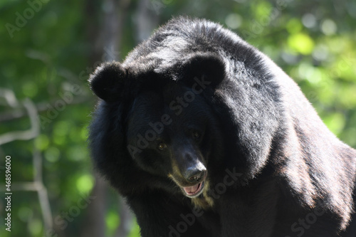 Asian black bear (Ursus thibetanus) in Huai Kha Khaeng Wildlife Sanctuary, Thailand photo