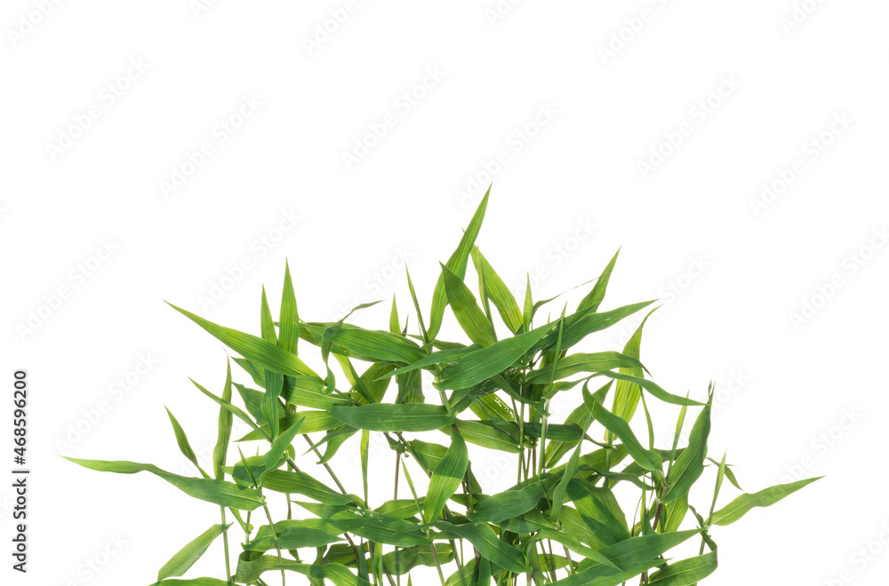 Naklejka premium green grass nature isolated on white background