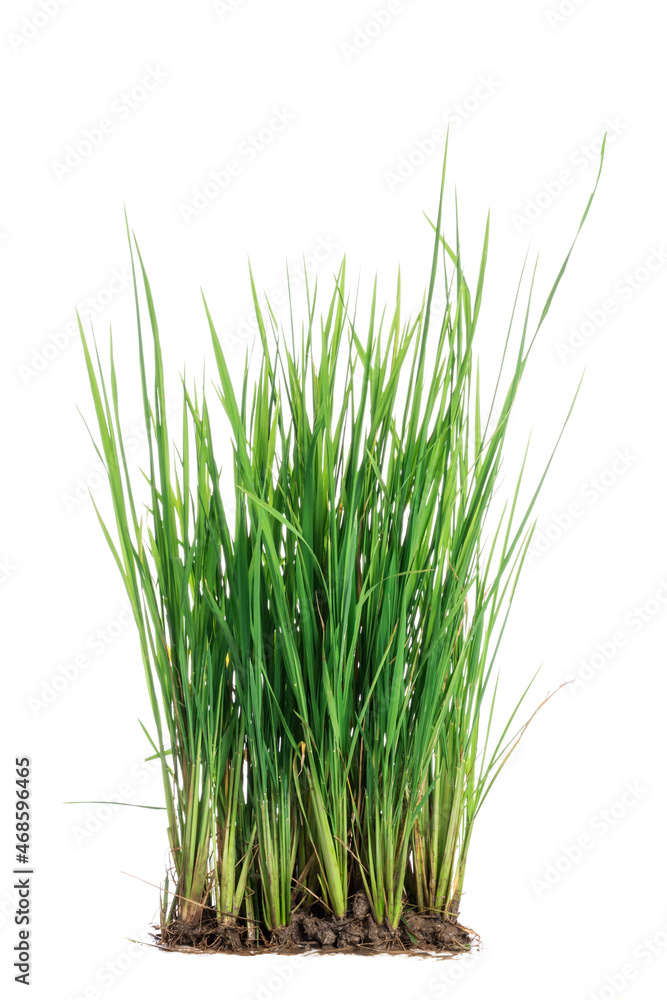 nature green grass or rice plant isolated on white background nature green grass or rice plant isolated on white background