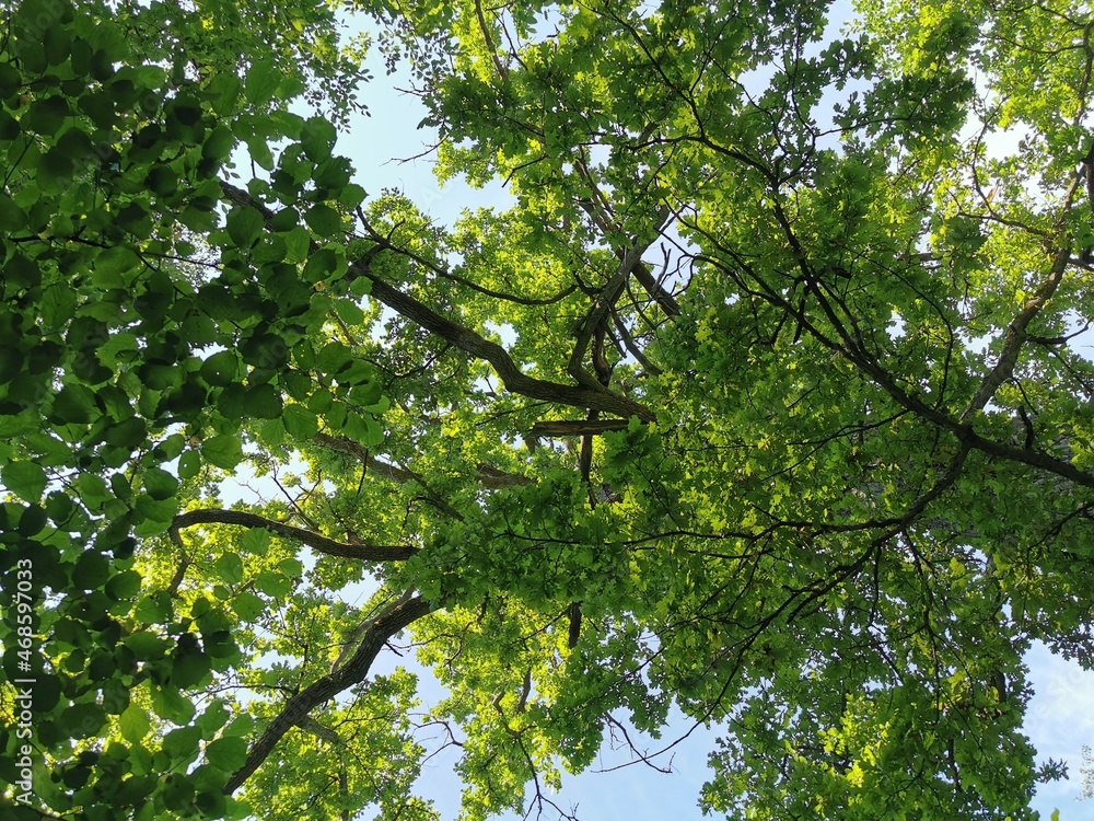 green leaves and sky