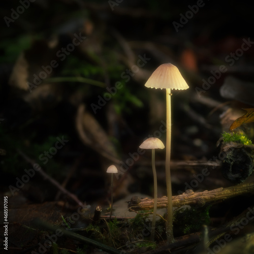 Yellowleg Bonnet mushrooms grow from the forest floor. Tiny delicate toadstools