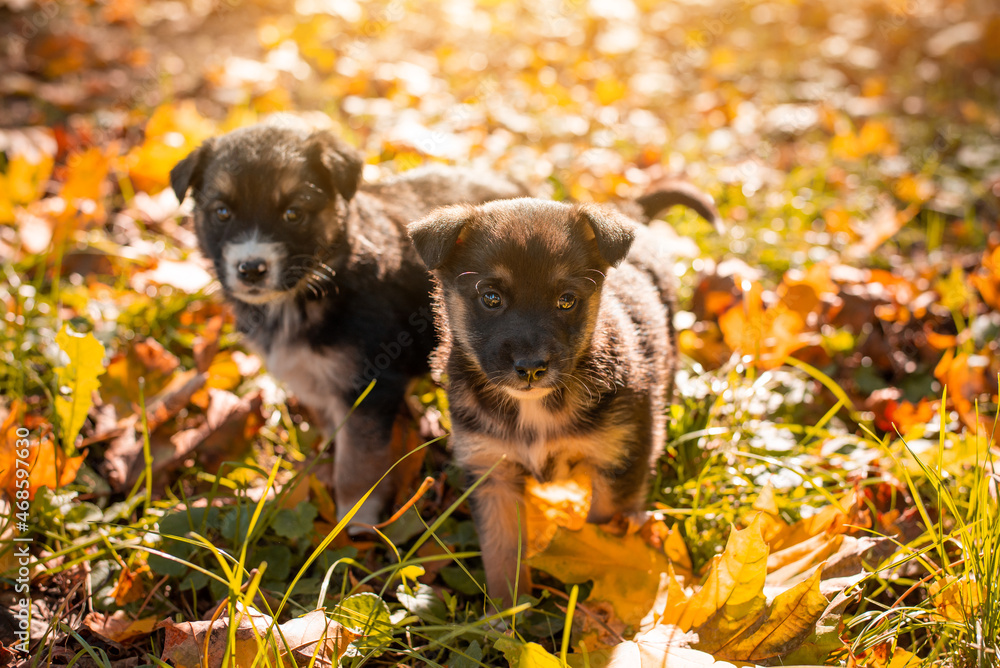 Two small puppies in autumn park. Little dogs playing in the park