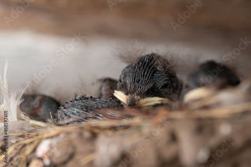 Family of weak newborn swallow birds sleeping in the nest. Little birds in nest