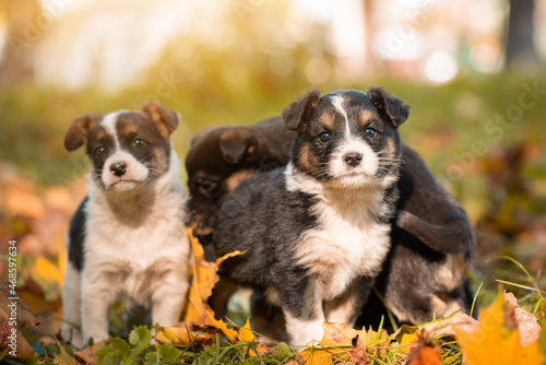 Family of newborn puppies in autumn park. Bright fall photo of many little dogs looking to the camera