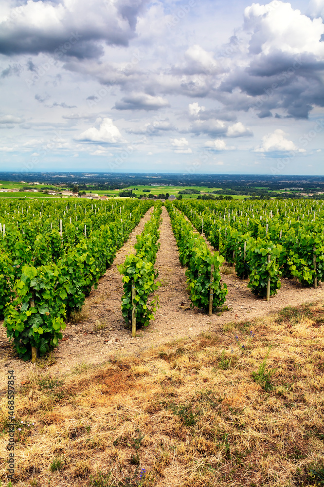 Vineyards of Fleurie Village, Beaujolais, France