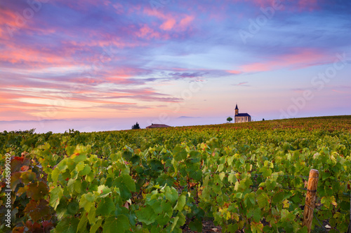 Vineyards and church of Saint Laurent d'Oingt at sunrise, Beaujolais land, France photo