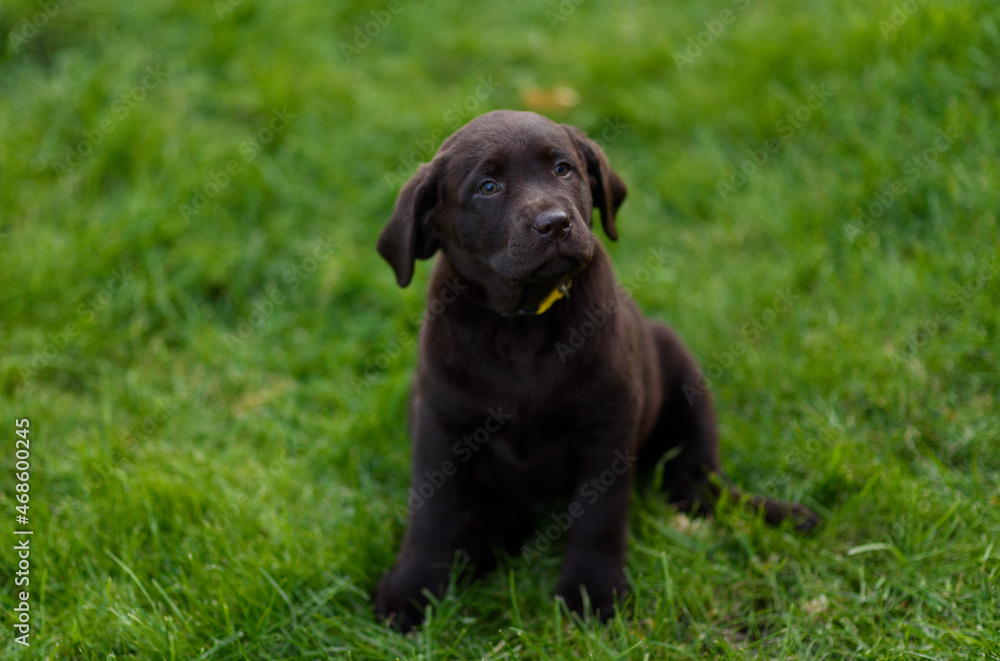 labrador retriever