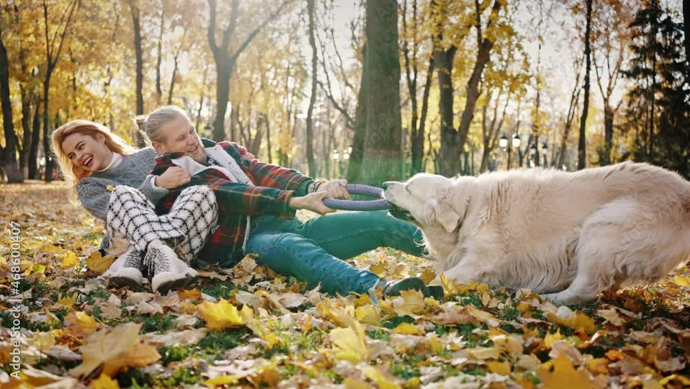 Autumn fun.Happy man and woman playing with their dog at golden fall park, pullin rubber circle over and laughing Autumn fun.Happy man and woman playing with their dog at golden fall park, pullin rubber circle over and laughing