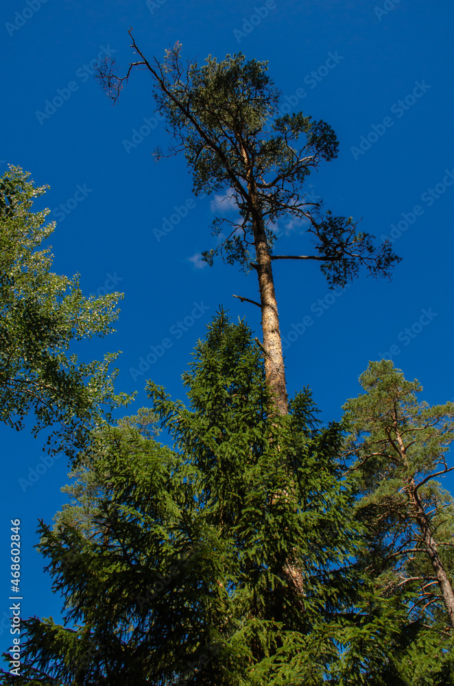 Obraz premium Green spruce on a background of blue sky. Vertical photo
