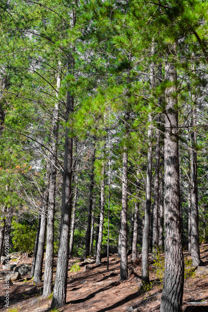 Naklejka premium Rows of trees in a Pine Forest Plantation.