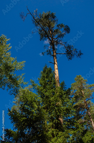 Green spruce on a background of blue sky. Vertical photo