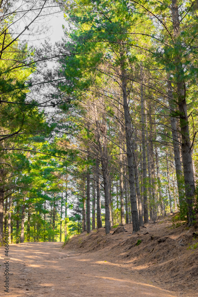 Dirt track through a Pine Forest Plantationin Dirt track through a Pine Forest Plantationin