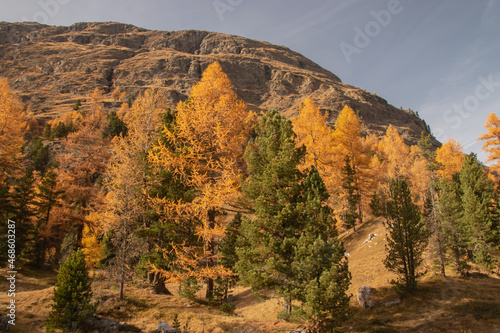 Colors of the autumn in St. Moritz.