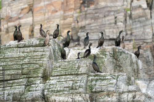 The European shag or common shag (Gulosus aristotelis) photo