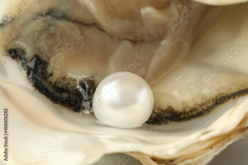 Open oyster with white pearl, closeup view