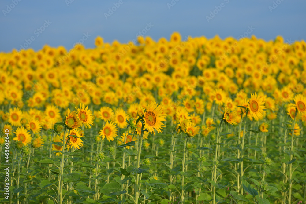 Obraz premium ひまわりのある風景