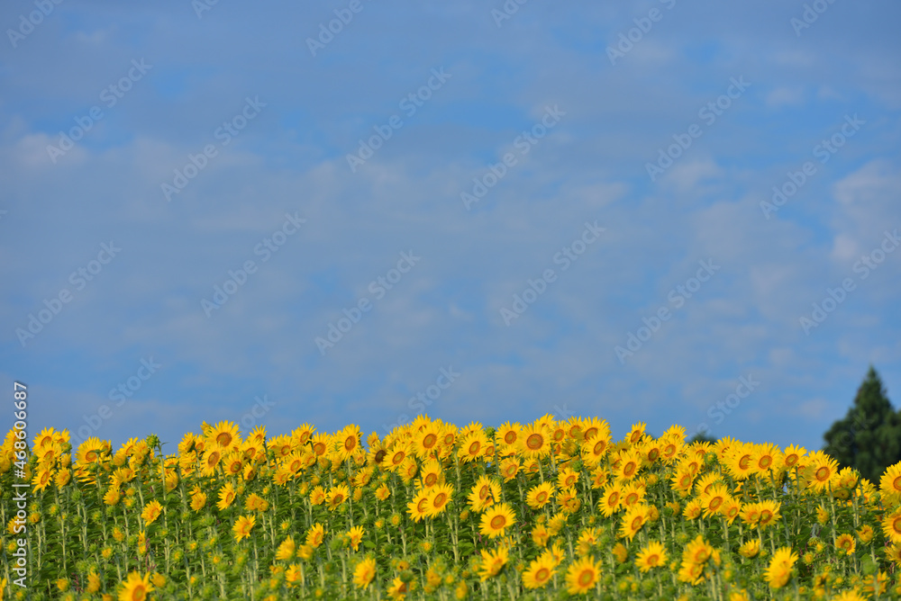 ひまわりのある風景