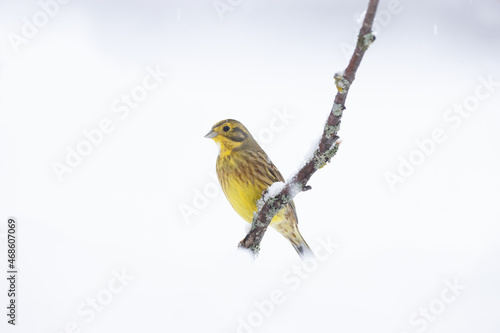 Adorable Yellowhammer bird sitting on tree branch in winter forest