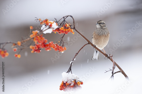 Adorable Rock bunting bird sitting on berry tree branch in winter forest photo
