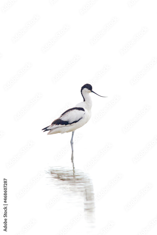 Adorable Recurvirostra avosetta bird in pond water Adorable Recurvirostra avosetta bird in pond water