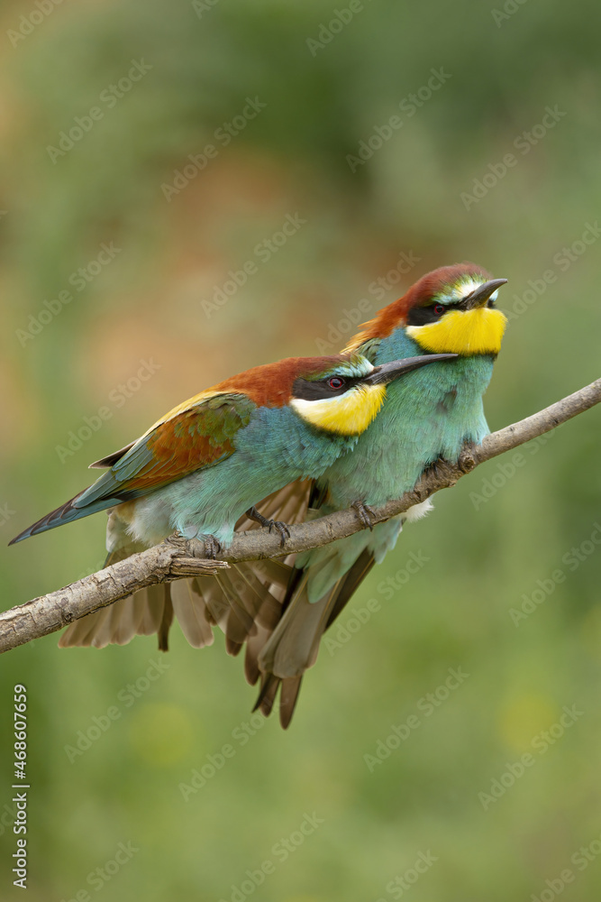 Bright birds on thin tree branch