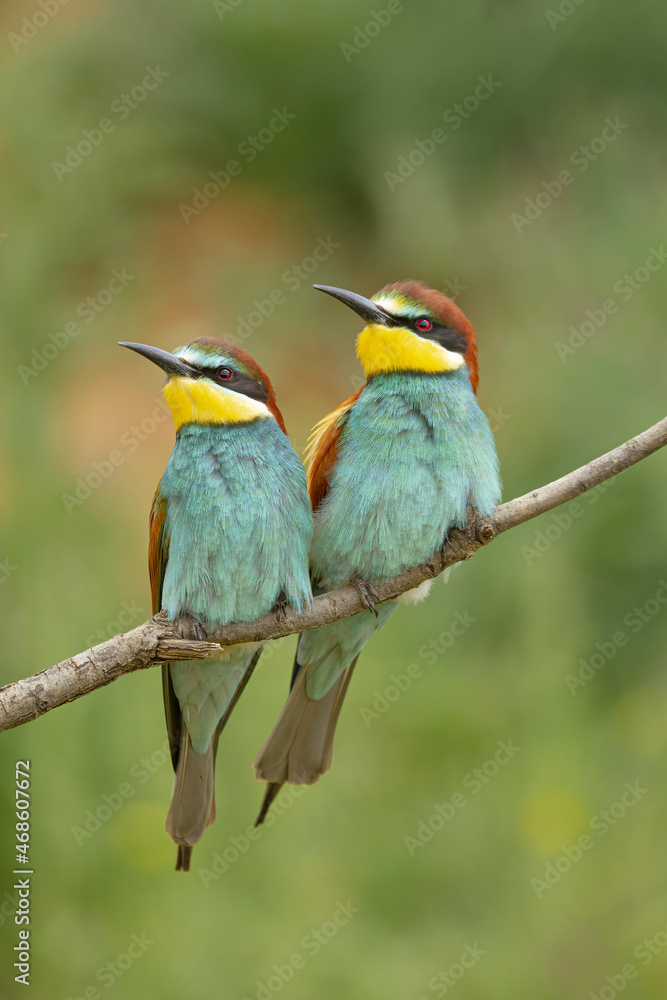 Bright birds on thin tree branch Bright birds on thin tree branch